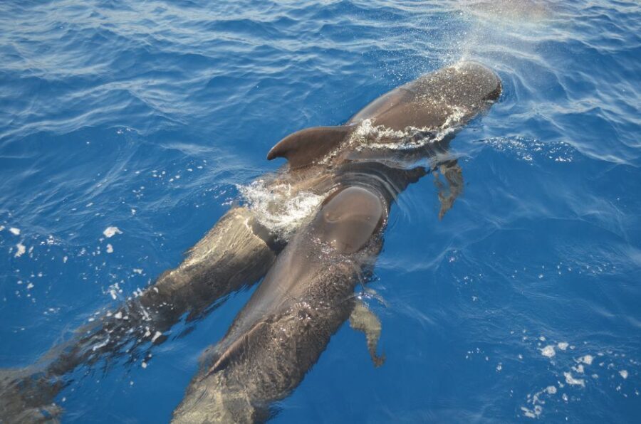 From Los Gigantes: Whale Watching Sailboat Cruise - Wildlife Viewing Near Los Gigantes: The 1.5-Hour Whale Search