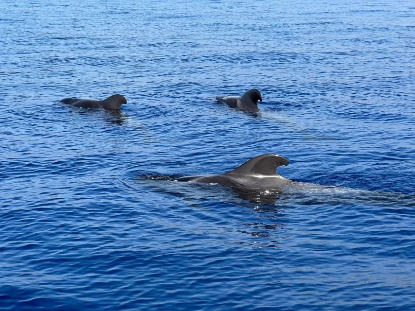 From Playa San Juan: Whale Watching, Gigantes, and Masca Bay - Key highlights you’ll care about