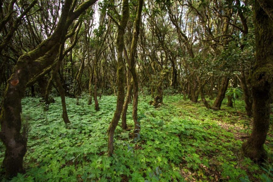 From Puerto de La Cruz: Full-Day Vip Tour to Gomera - Who this VIP Gomera day fits best (and who should skip it)