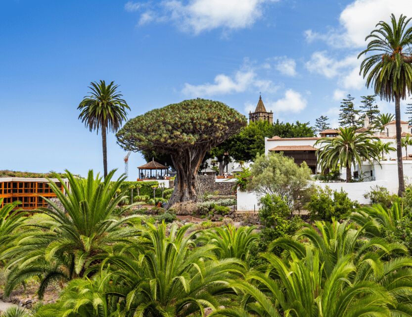 From Santa Cruz de Tenerife: Masca & Garachico Private Trip - Icod de los Vinos and the Drago Milenario