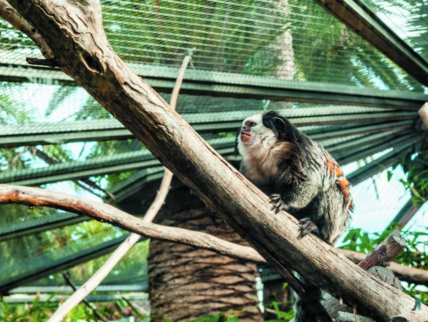 From South Tenerife: Loro Park Zoo Ticket & Hotel Transfers - Coach Logistics From the South: Comfortable Ride, Longer Day