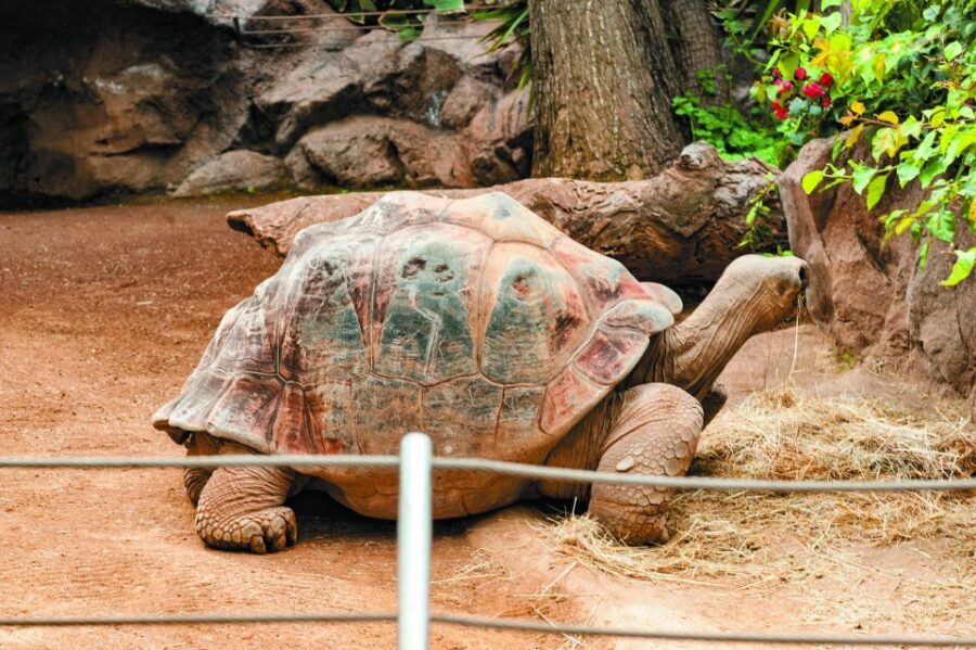 From South Tenerife: Loro Park Zoo Ticket & Hotel Transfers - Food and Drinks: Lunch Isn’t Included, and Park Eats Can Be Pricey