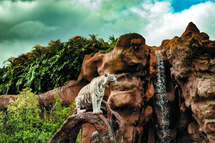 From South Tenerife: Loro Park Zoo Ticket & Hotel Transfers - Who This Is Best For (and Who Should Rethink It)