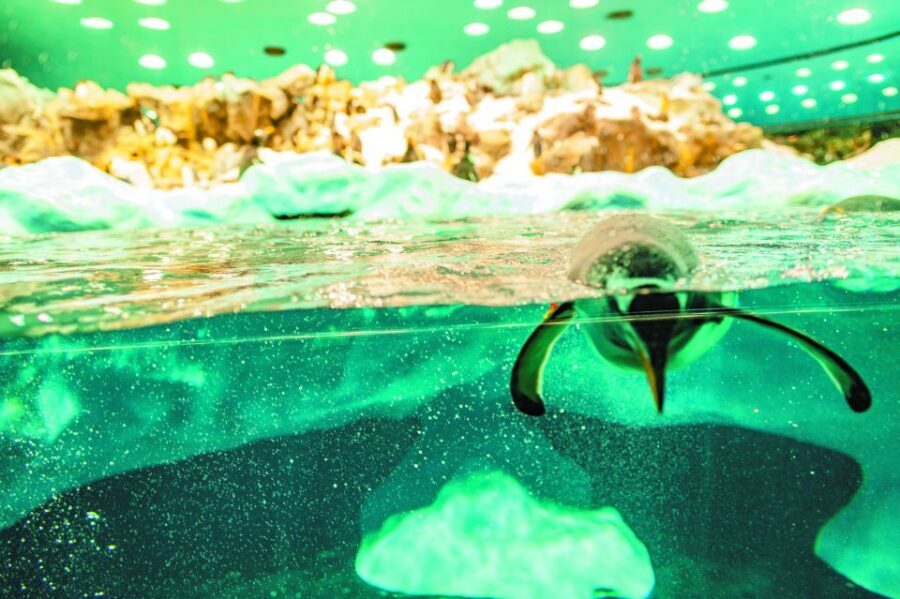 From South Tenerife: Loro Park Zoo Ticket & Hotel Transfers - Planet Penguin and the Penguin Area You’ll Want Twice
