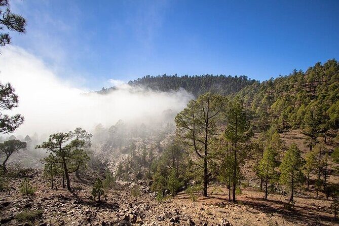 Full Day Small Group Tour to Masca and Teide From North Tenerife - Leaving North Tenerife for Teide: Pine Forest to Volcanic Reality