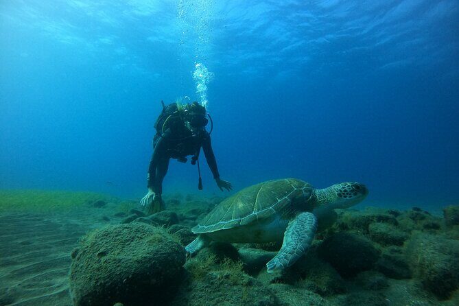 Fun Dive With Scuba Point in Los Cristianos - Los Cristianos by boat: why this short session works