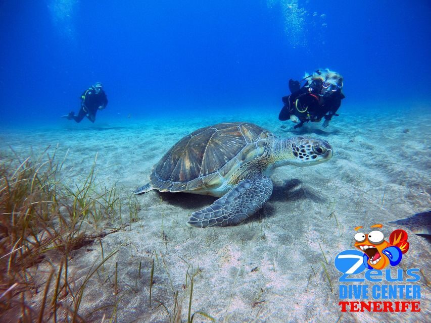 Gran Canaria Scuba Diving for Certified Divers - Shore vs boat outings: how the included plan can expand