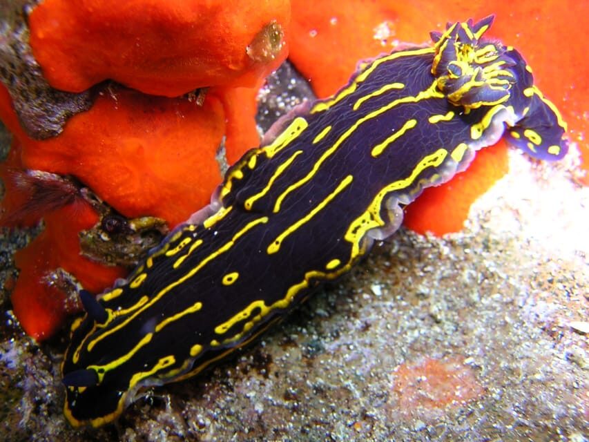 Gran Canaria Scuba Diving for Certified Divers - Safety and instruction style that actually feels like it helps