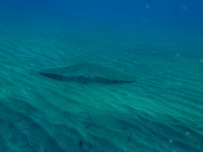 Gran Canaria Scuba Diving for Certified Divers - What you might see: rays, seahorses, angelsharks, and the small stuff too