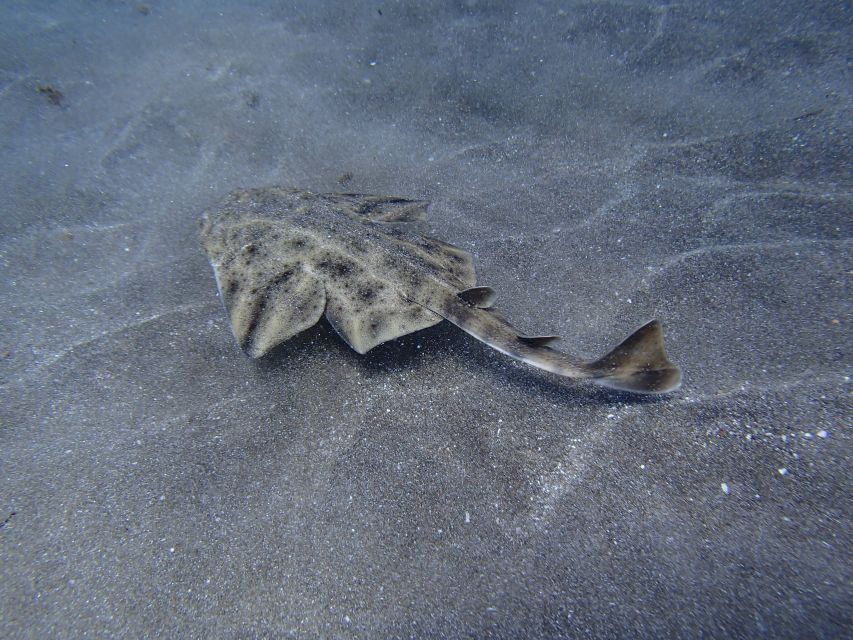 Gran Canaria Scuba Diving for Certified Divers - Volcanic rock, wrecks, and real underwater structure