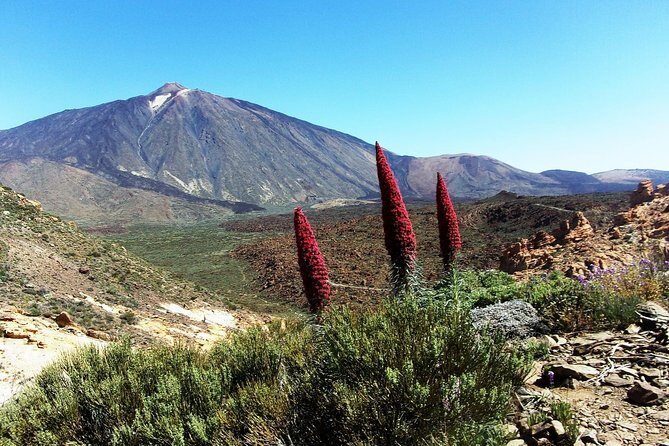 Guided Hike - The Tajinaste Trail - Key Things to Know Before You Walk the Tajinaste Trail