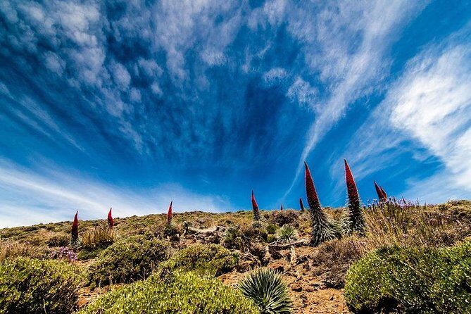 Guided Hike - The Tajinaste Trail - Getting to Teide National Park Without Turning It Into a Mission