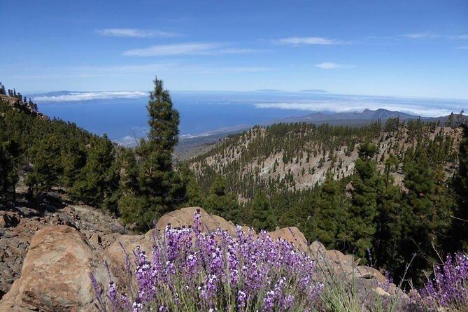 Guided Hike - The Tajinaste Trail - Teide National Park: Your Main Tajinaste Viewing Moment