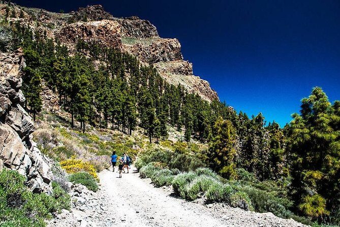 Guided Hike - The Tajinaste Trail - Continuing Along the Tajinaste Trail: Easygoing Hiking With Purpose