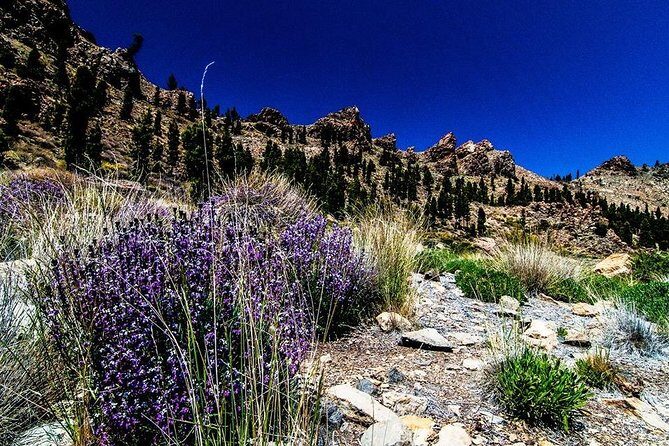 Guided Hike - The Tajinaste Trail - Guide Energy: Andy and Lynne’s Plant and Teide Context