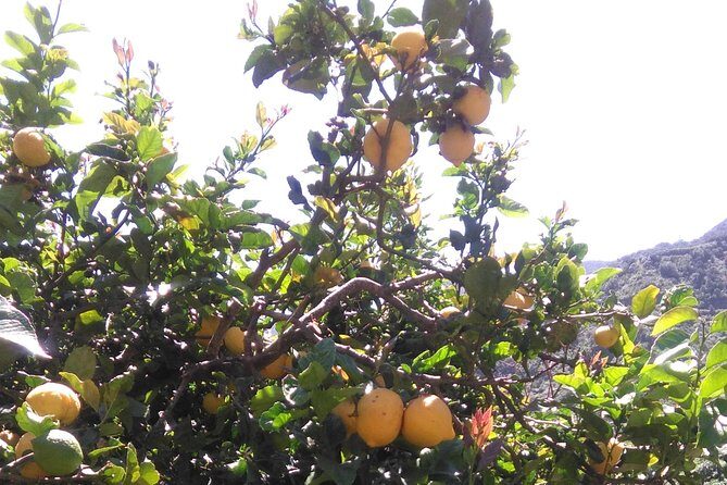 Hiking tour in the Anaga biosphere reserve in Tenerife - Hike timing and distance: how 4.5 hours plays out on your body