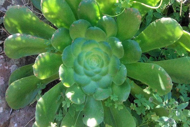 Hiking tour in the Anaga biosphere reserve in Tenerife - What’s included in the $119.21, and what you’ll need to bring