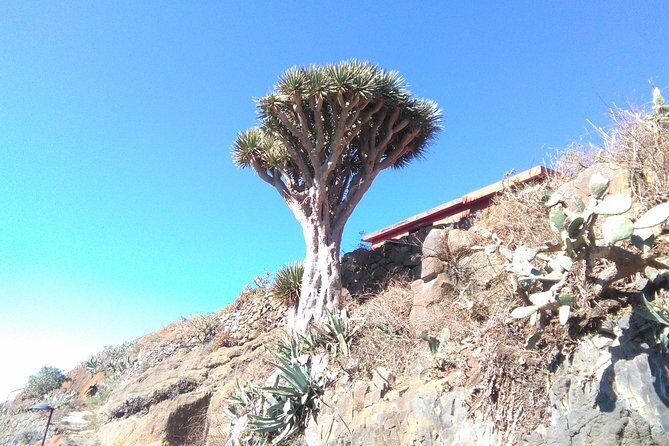 Hiking tour in the Anaga biosphere reserve in Tenerife - Weather and clothing: the Anaga rules that keep the day fun