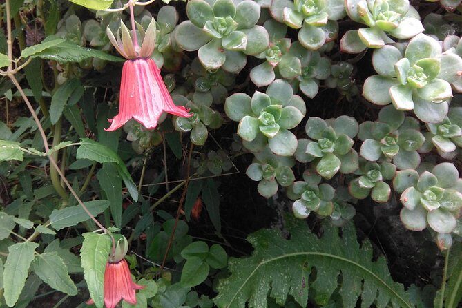 Hiking tour in the Anaga biosphere reserve in Tenerife - Getting the most out of a small-group trek