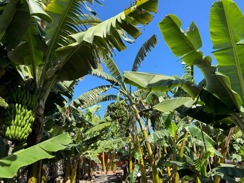 Icod de los Vinos: Casa del Plátano Entry Ticket - The Banana Story You’ll Learn from English and Spanish Panels