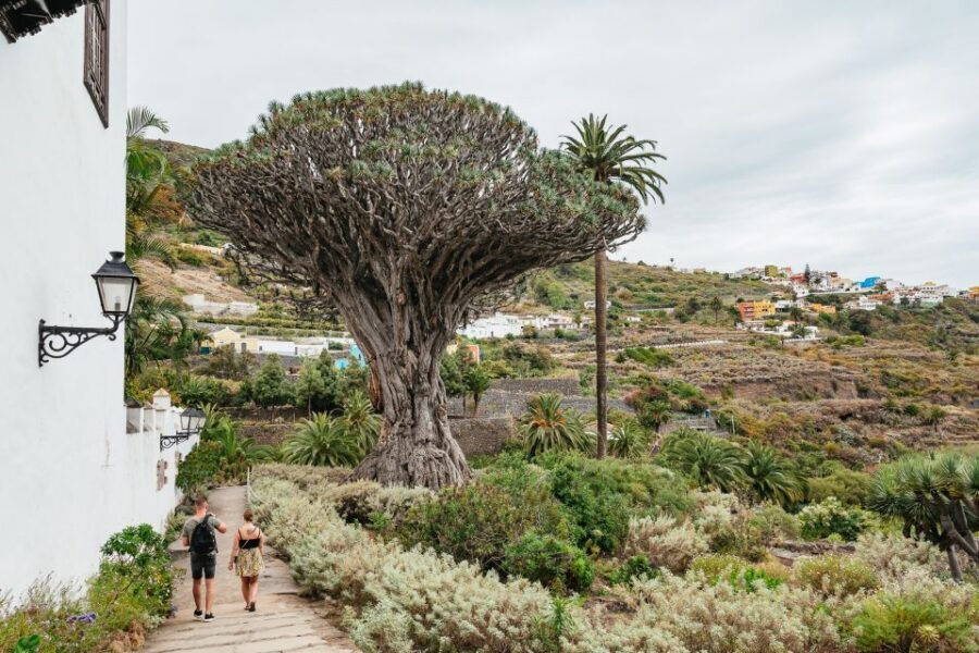 Icod de los Vinos: Dragon Tree & Botanical Garden Ticket - Key things worth your time at Parque del Drago
