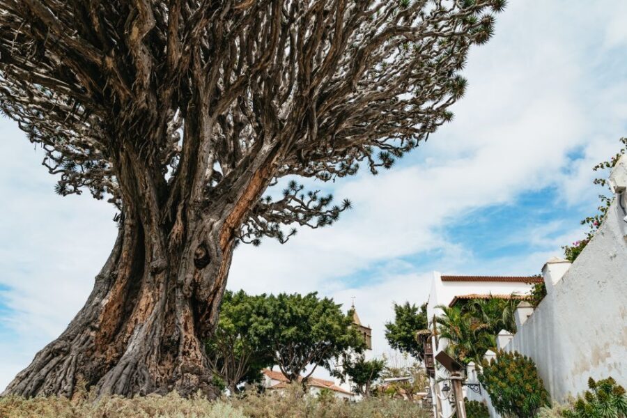 Icod de los Vinos: Dragon Tree & Botanical Garden Ticket - Meeting the drago milenario: what you’re really going for