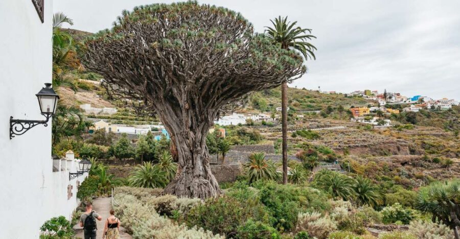 Icod de los Vinos: Dragon Tree & Botanical Garden Ticket - Botanical garden zones: laurel forest and orchard in one ticket