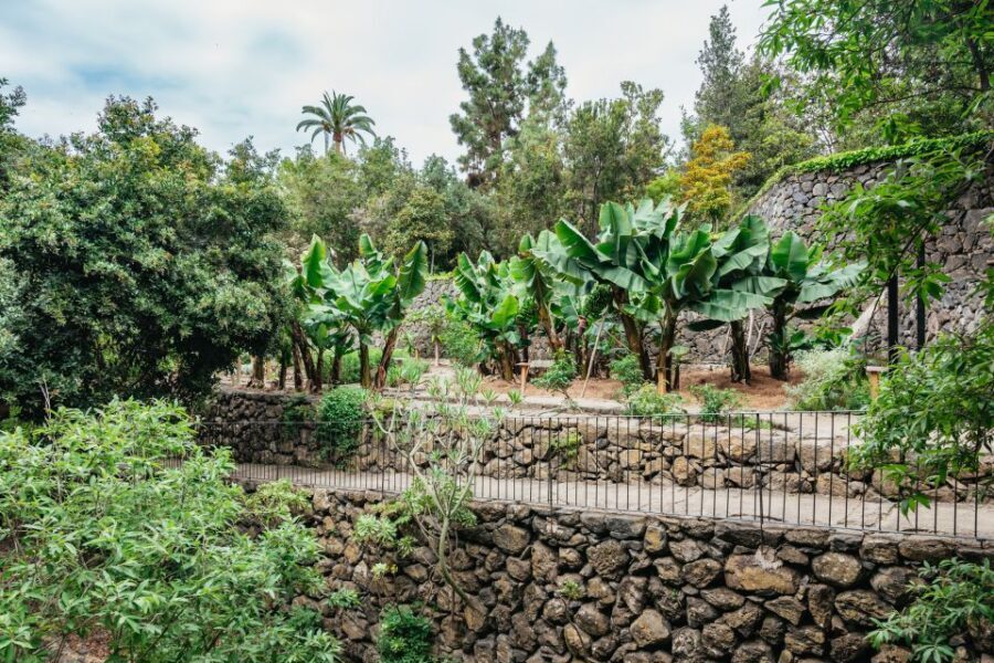Icod de los Vinos: Dragon Tree & Botanical Garden Ticket - Price and value: a low-cost ticket with enough time built in
