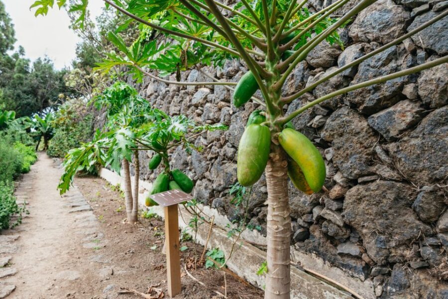 Icod de los Vinos: Dragon Tree & Botanical Garden Ticket - The park walk after the tree: how to pace your visit