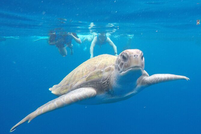 Kayak Route along the Volcanic Coast in Tenerife South with Snorkeling - Key things to know before you go