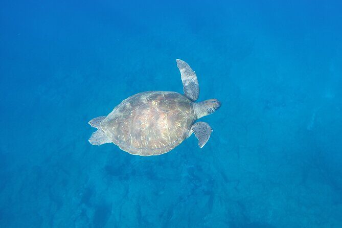 Kayak Route along the Volcanic Coast in Tenerife South with Snorkeling - Dolphins and turtles: how to judge the odds without disappointment