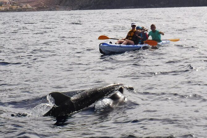 Kayak Route along the Volcanic Coast in Tenerife South with Snorkeling - What’s included vs. what you should bring