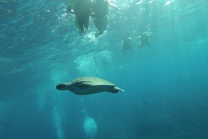 Kayak Route along the Volcanic Coast in Tenerife South with Snorkeling - Photo and video report: the best souvenirs don’t cost extra