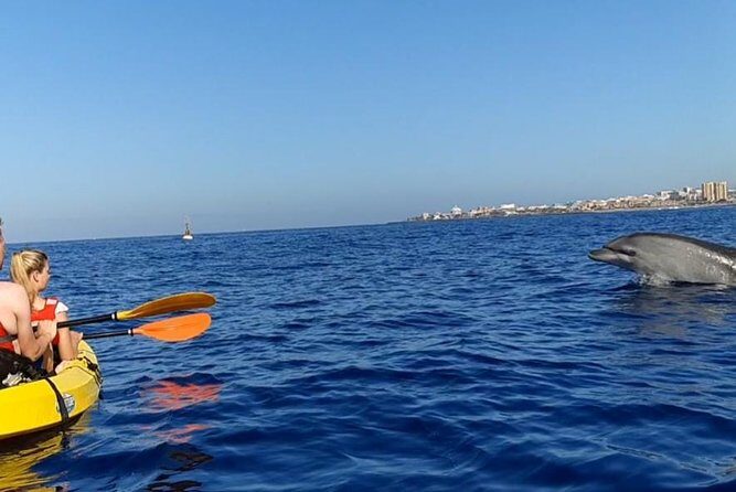 Kayak with Dolphin & Turtle Watching Private Tour - Snorkeling at the Palmar Cave: Gear and What to Expect Underwater