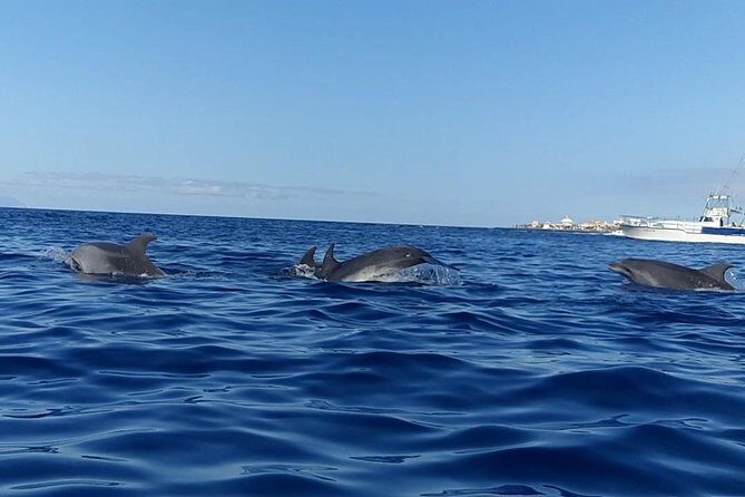 Kayak with Dolphin & Turtle Watching Private Tour - The Guide Difference: Personalized Attention That Makes or Breaks It