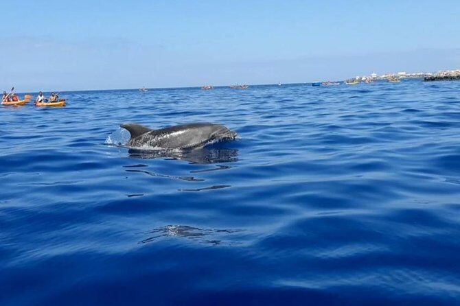 Kayak with Dolphin & Turtle Watching Private Tour - Price and Value: Is $110.91 Fair?