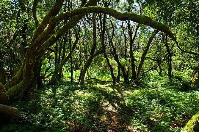 La Gomera Day Trip from Tenerife - Garajonay National Park and the La Laguna Grande lunch stop