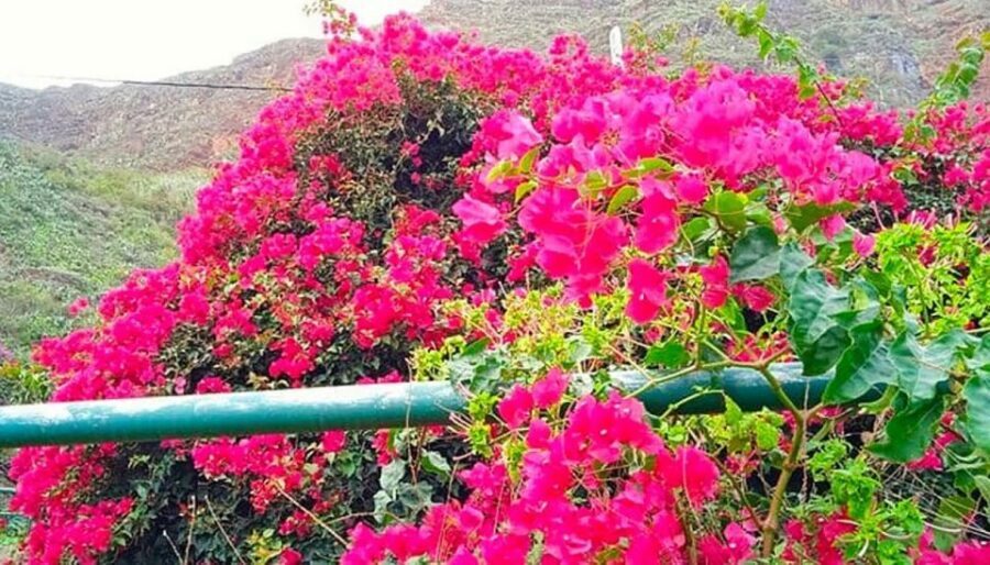 La Gomera Vip Experience - Picture Stops and Volcanic Viewpoints Before You Reach Mirador de Abrante