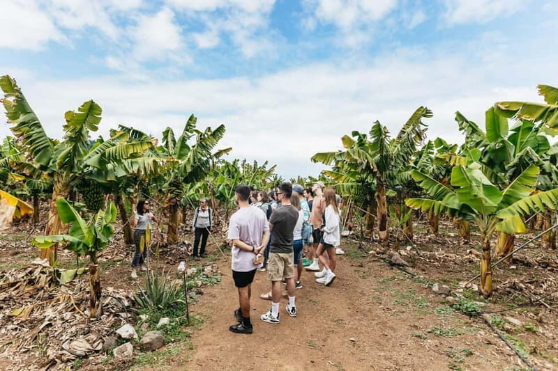 La Orotava: Eco Banana Plantation Tour with Banana Liquor - BananaECOplantation in La Orotava: the quick pitch