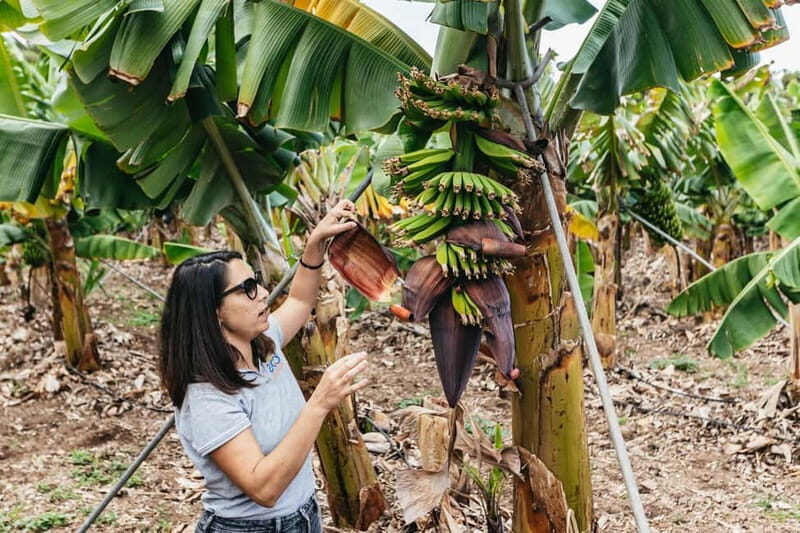 La Orotava: Eco Banana Plantation Tour with Banana Liquor - Entering the plantation: what the guided walk is actually like