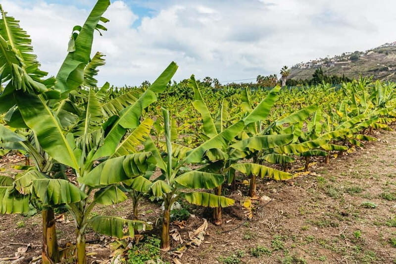 La Orotava: Eco Banana Plantation Tour with Banana Liquor - The eco story: the 95% self-sufficient ecosystem claim