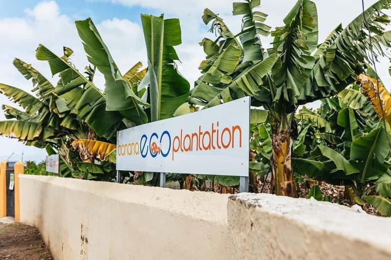 La Orotava: Eco Banana Plantation Tour with Banana Liquor - The tasting: fresh bananas and a banana liqueur shot
