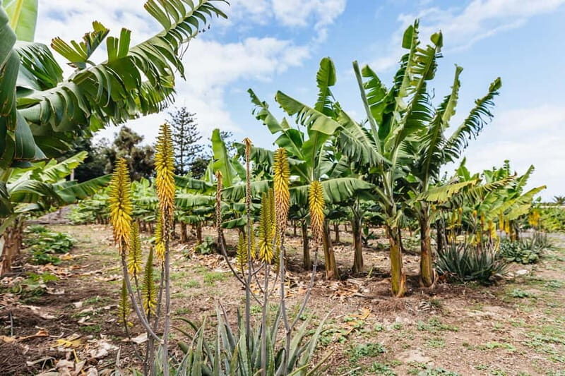 La Orotava: Eco Banana Plantation Tour with Banana Liquor - Price and value: is $23 fair?