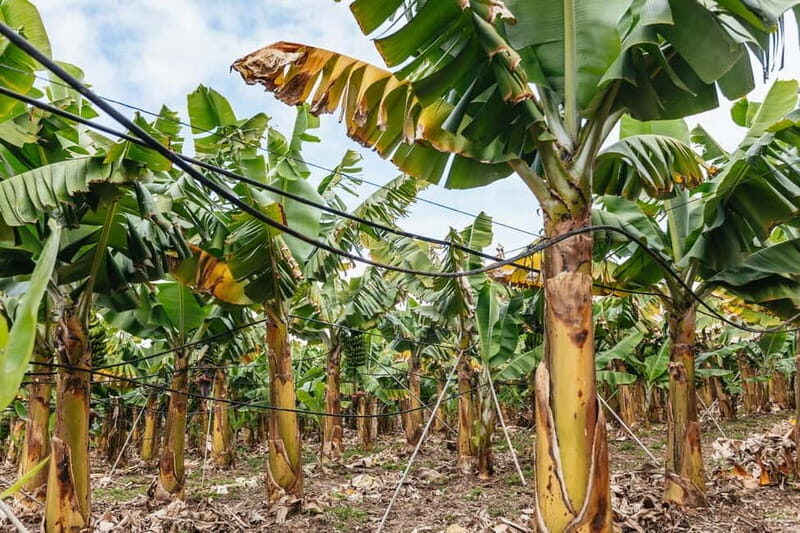 La Orotava: Eco Banana Plantation Tour with Banana Liquor - Where to meet and how the timing works