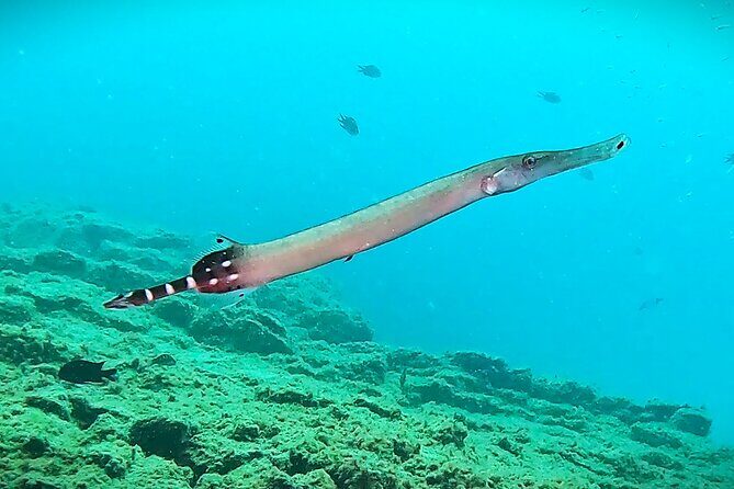 Learn Scuba Diving in Tenerife with Photos Included - Price and Value: Is $590.28 Worth It?