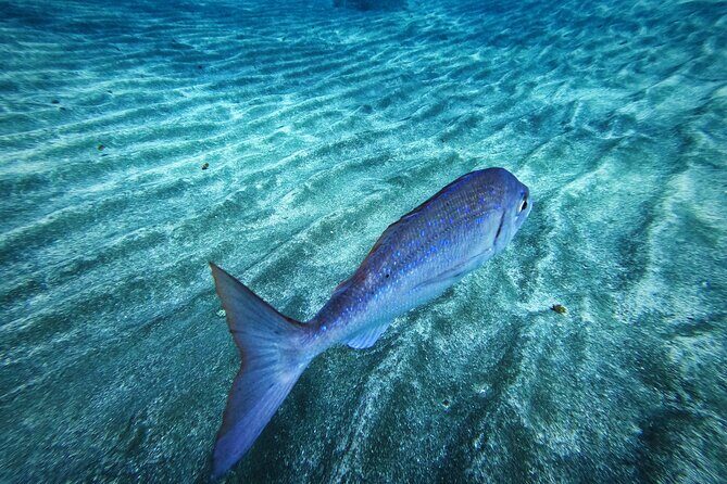 Learn Scuba Diving in Tenerife with Photos Included - Instructor Style at Lov’Ocean: Why Kamil Gets Named
