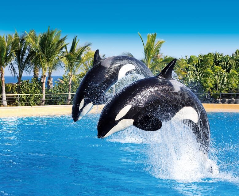 Loro Parque and Siam Park Combined Admission Tickets - Siam Park in the south: water kingdom rides and timing strategies
