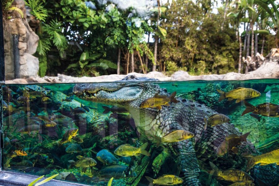 Loro Parque and Siam Park Combined Admission Tickets - How to plan your 1–2 park days without feeling rushed