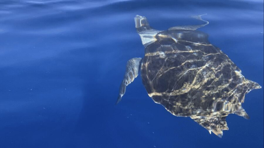 Los Cristianos: Kayak & Snorkel Tour with turtles and photos included - Quick Plan for What to Bring