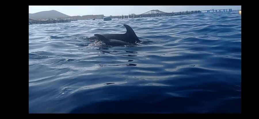 Los Cristianos: Kayak & Snorkel Tour with turtles and photos included - Meeting at El Carmen 4 and Getting Geared Up Fast